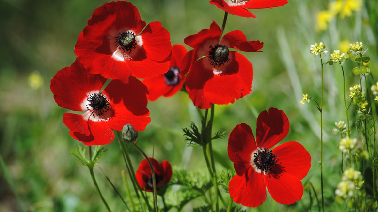 Red Anemone flowers