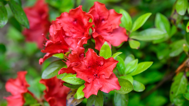 Red Azalea blooms