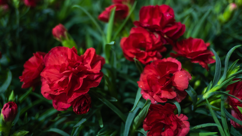 Deep red carnations