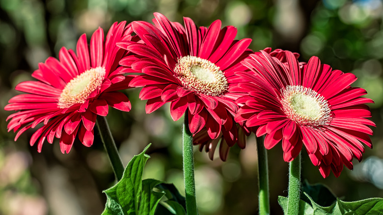 Trio of red Gerbera daisies