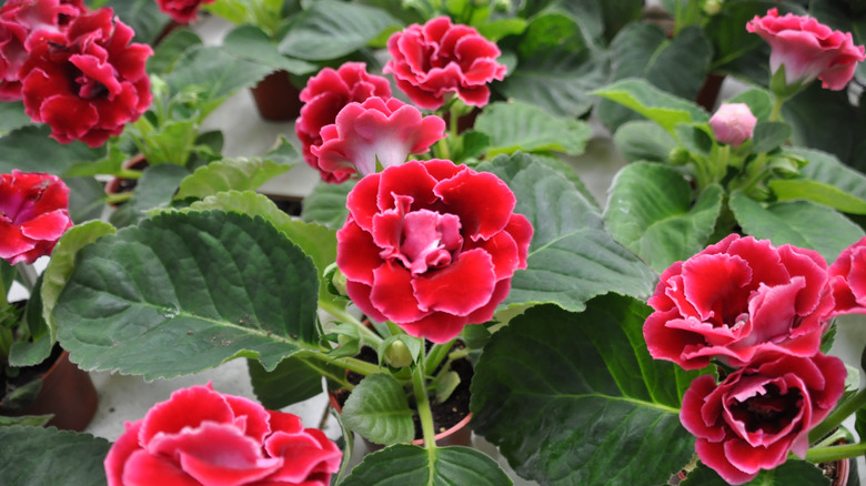 Red Gloxinia blooms with white edging