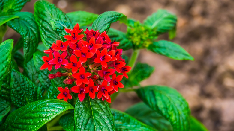 Cluster of red penta blooms