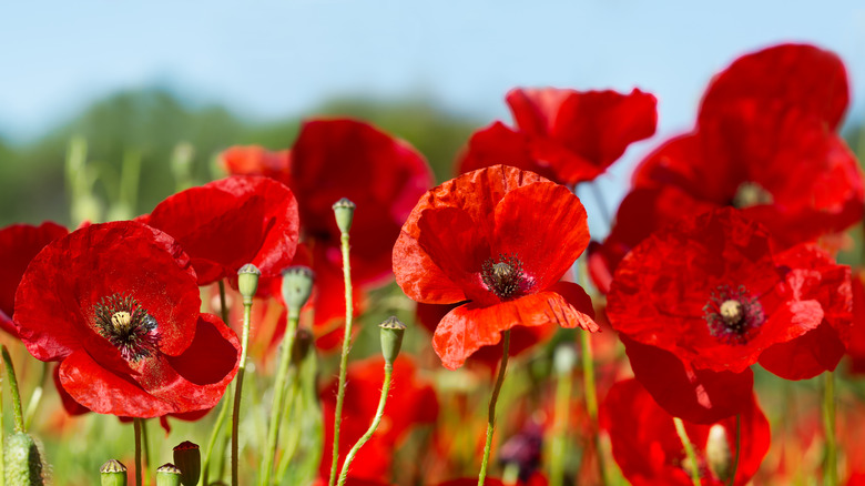 Cluster of red poppies