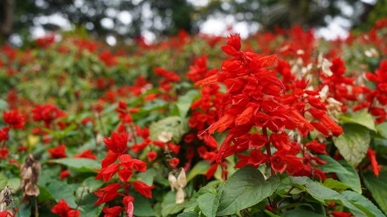 Salvia plants in garden