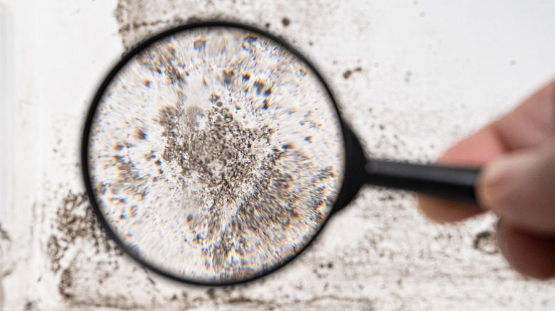 mold under a magnifying glass