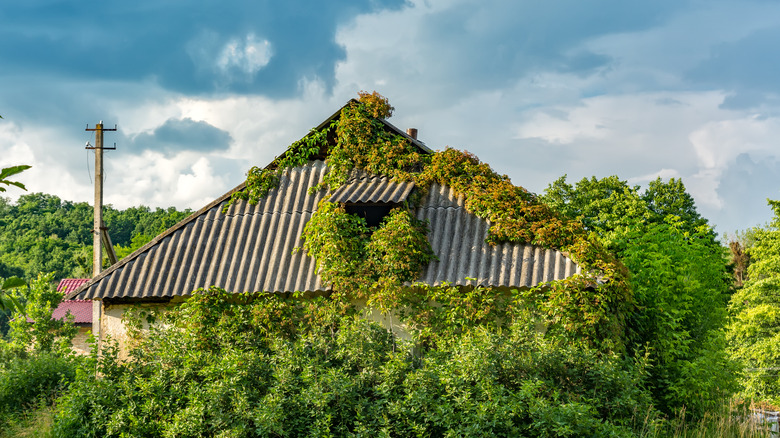 roof greenery 