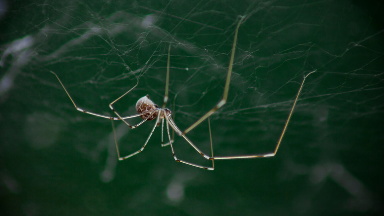 cellar spider