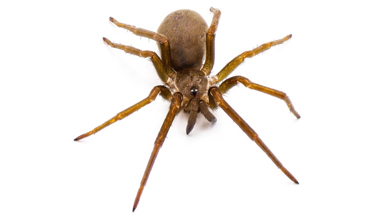 southern house spider