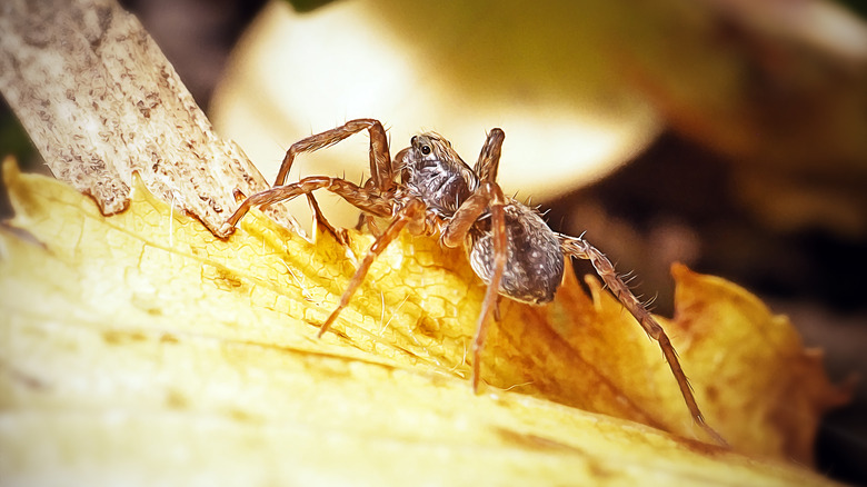 wolf spider