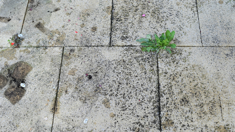 Grease stains on stone patio.