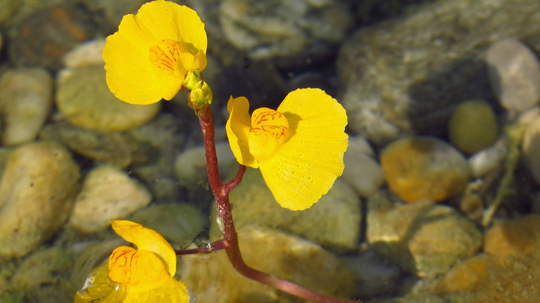 bladderwort plant with yellow blooms