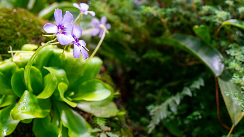 purple butterwort plant on rock