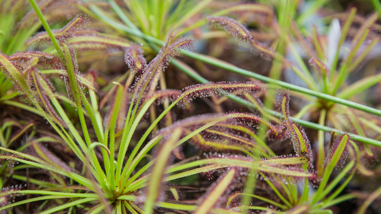 cape sundew plant with dew