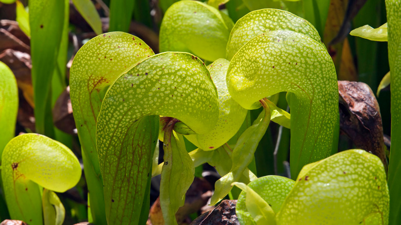 cobra lily plant