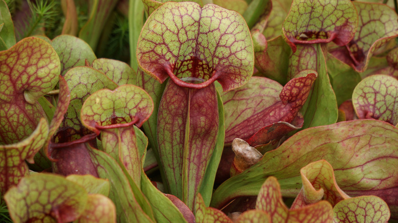 purple pitcher plants