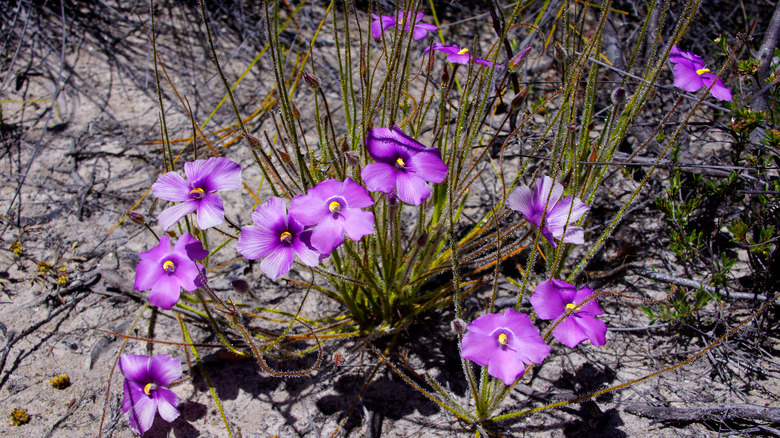 purple rainbow plant blooms