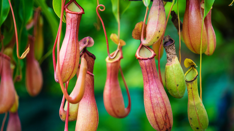 hanging tropical pitcher plants