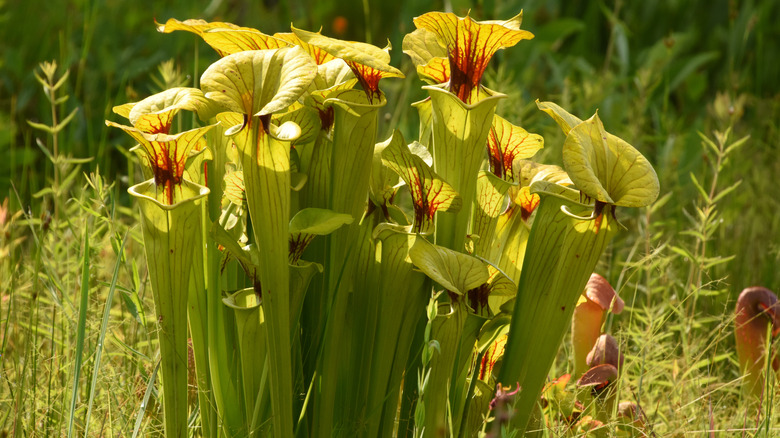 yellow pitcher plants in a field