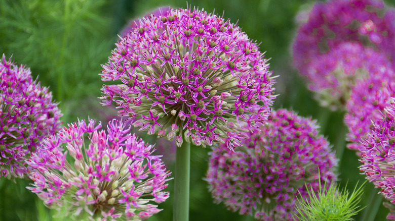 purple allium flowers