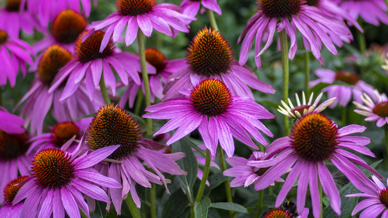 purple coneflowers