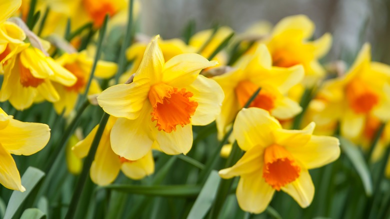 close up daffodils