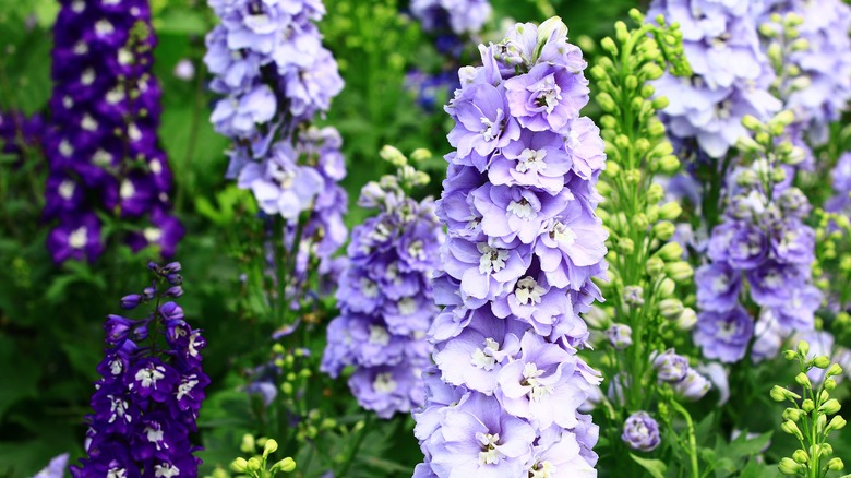 blue delphinium flowers