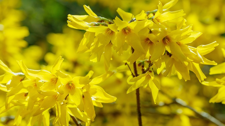 yellow forsythia