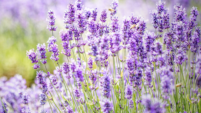 lavender in bloom