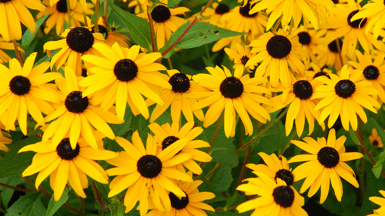 black eyed susans in bloom