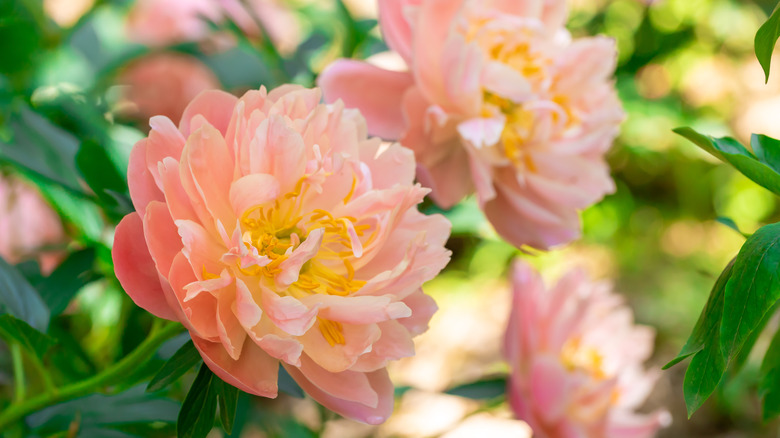 pink peonies