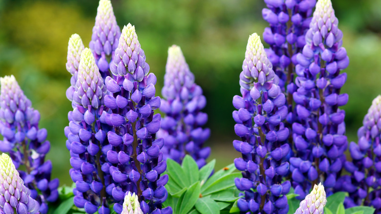 blue lupines flowers