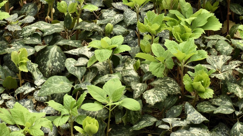 Green and variegated leaves of the Pachysandra procumbens plant