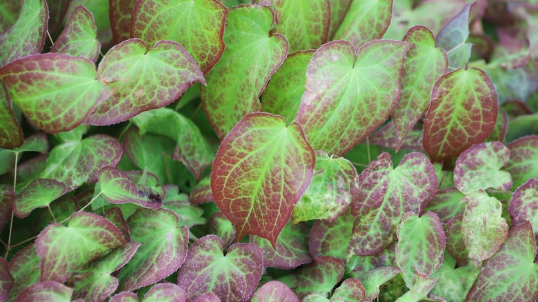 Green and red barrenwort leaves