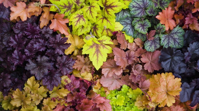 Different coralbells' leaves in multiple colors