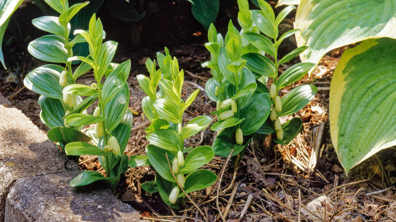 Polygonatum humile growing next to hostas