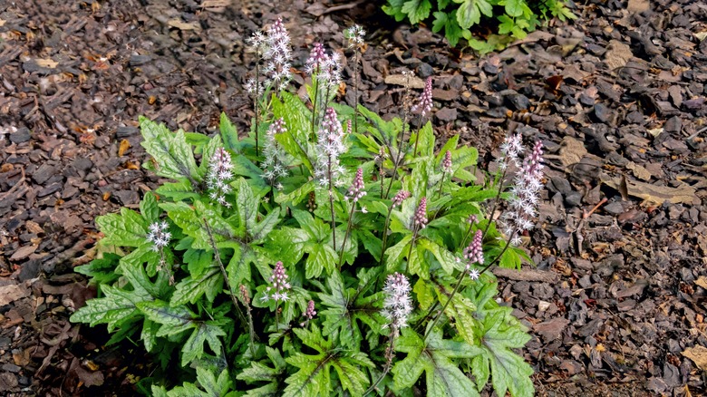 Foam flower plant growing in a mulched garden