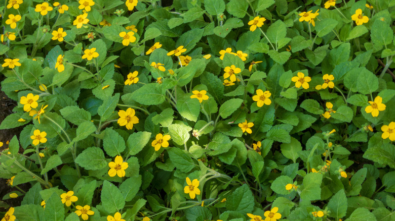 Detail of Chrysogonum virginianum flowers