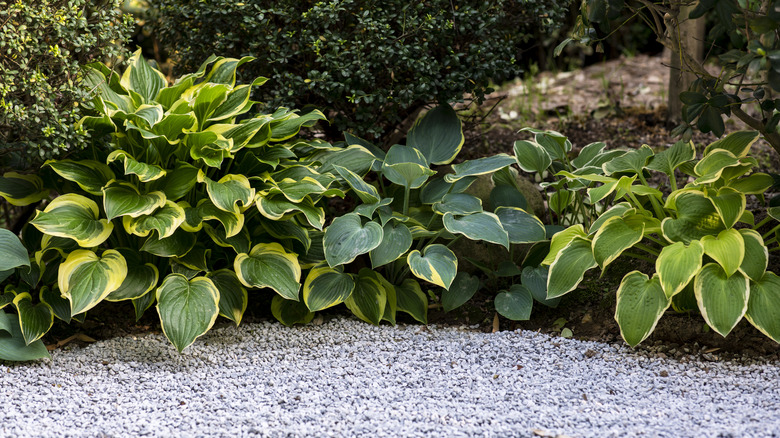 Three different varieties of hostas growing next to a walkway