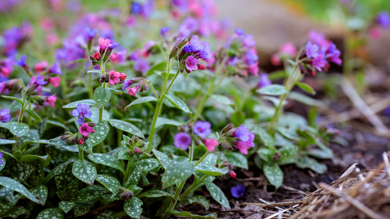 Detail of lungwort pink and purple flowers