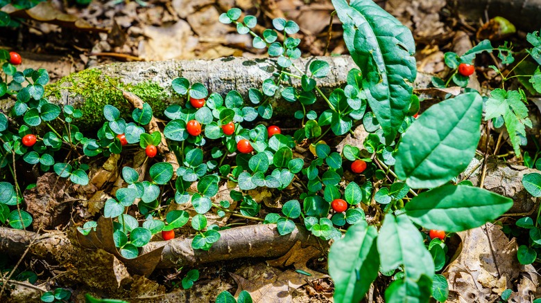 Closeup of Mitchella repens plant and berries