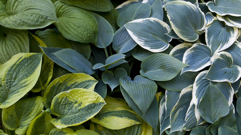 Different varieties of hostas