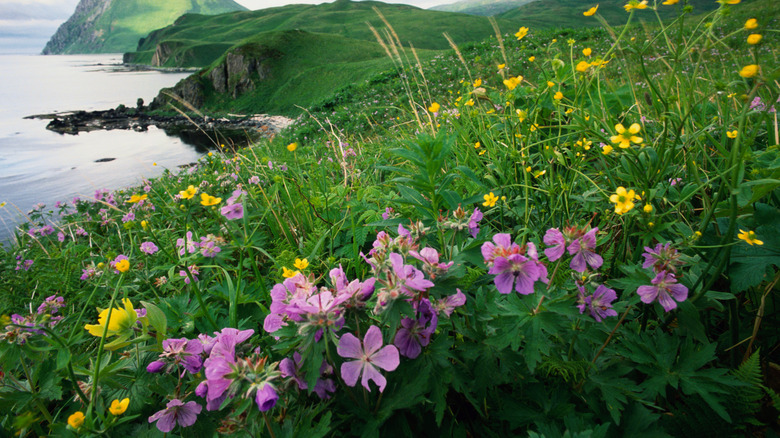 Wild geraniums growing near a cliff