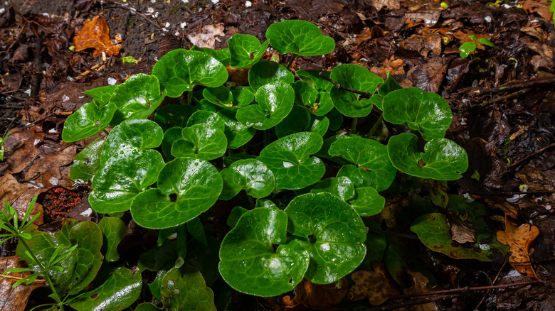 Wild ginger growing on a forest floor