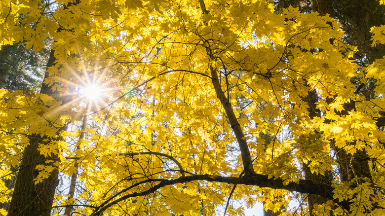 Golden bigleaf maple