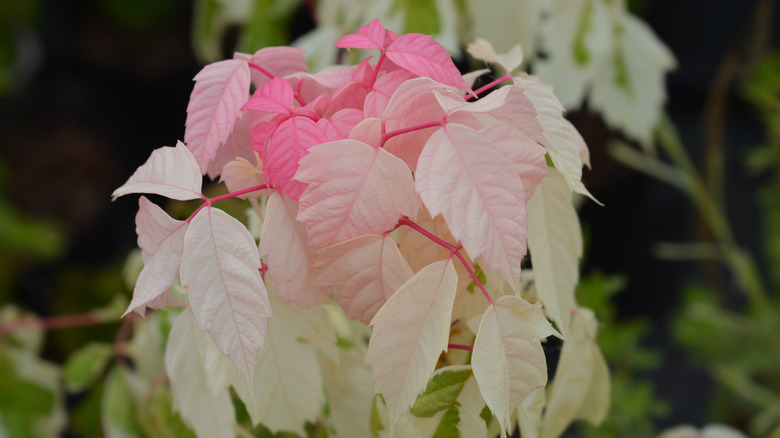 Boxelder maple flamingo