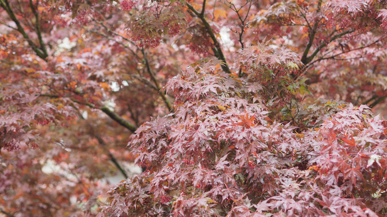 Red maple tree