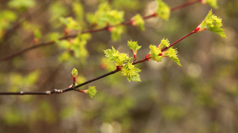 Rocky Mountain maple