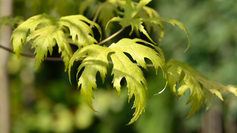 Leaves of a silver maple