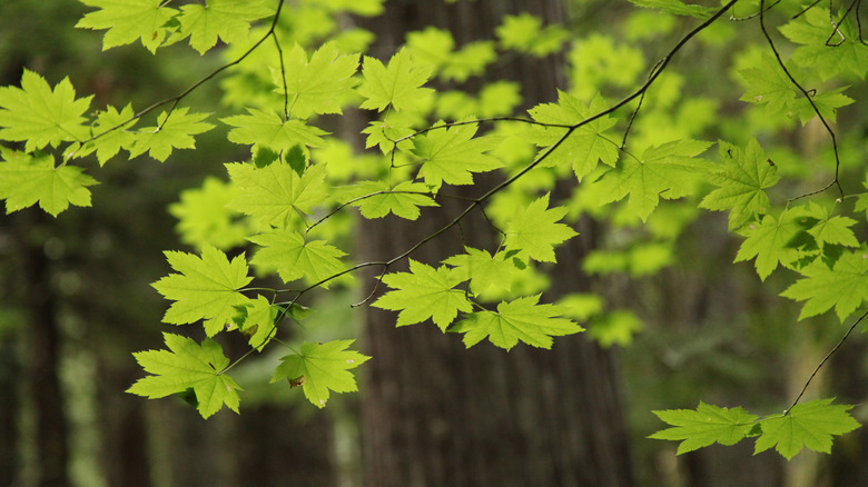 Vine maple leaves