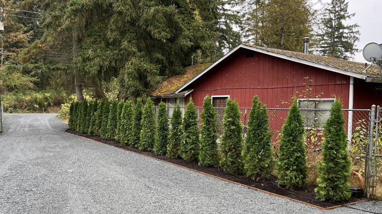 Gravel driveway lined with growing trees for privacy.